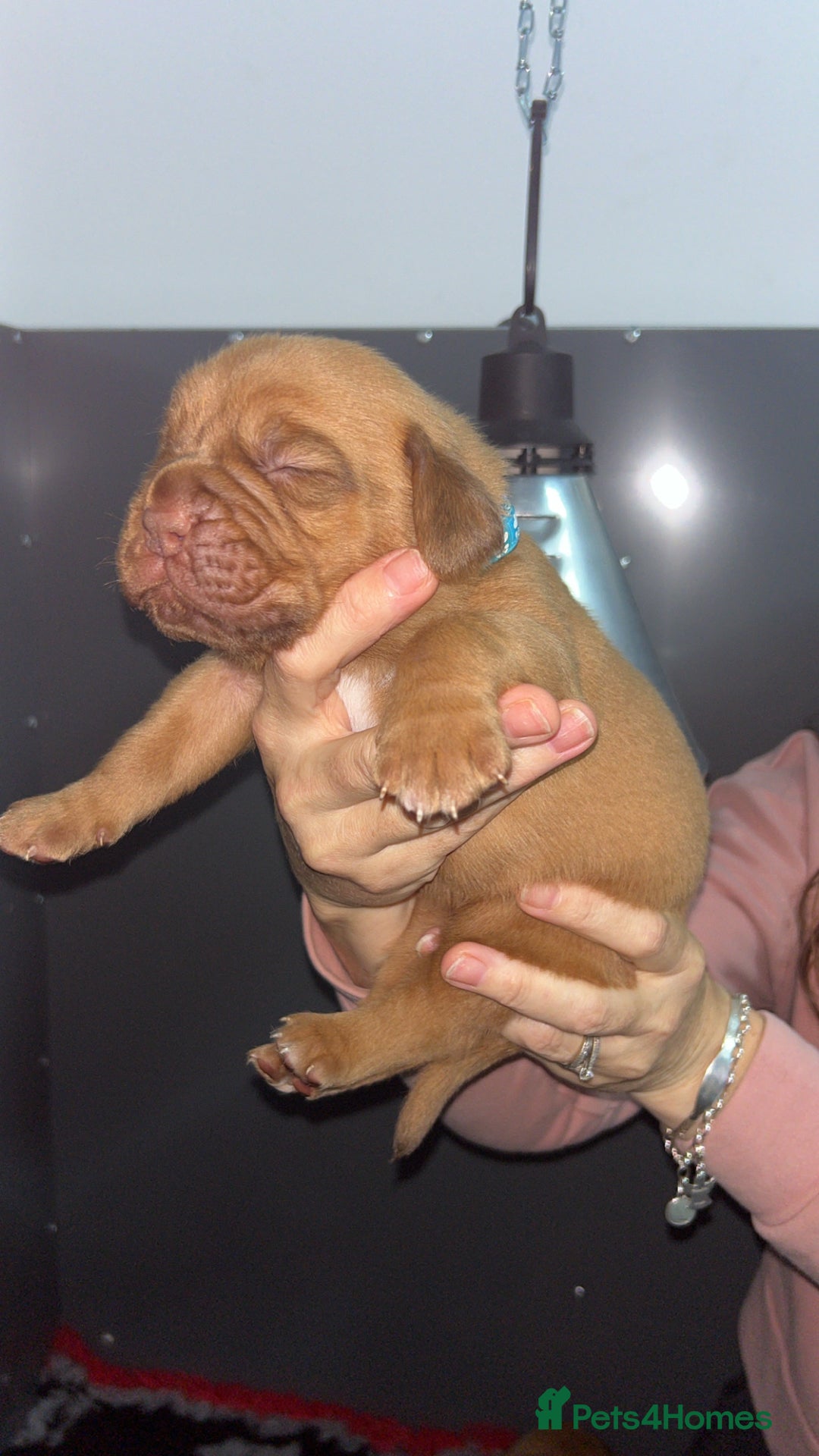 Dogue De Bordeaux dogs for sale: Chunky kc registered dogue de Bordeaux puppies - Advert 21