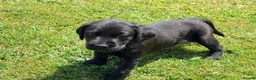Labrador Retriever dogs for sale: KC Registered, Fully Health Tested  - Advert 17