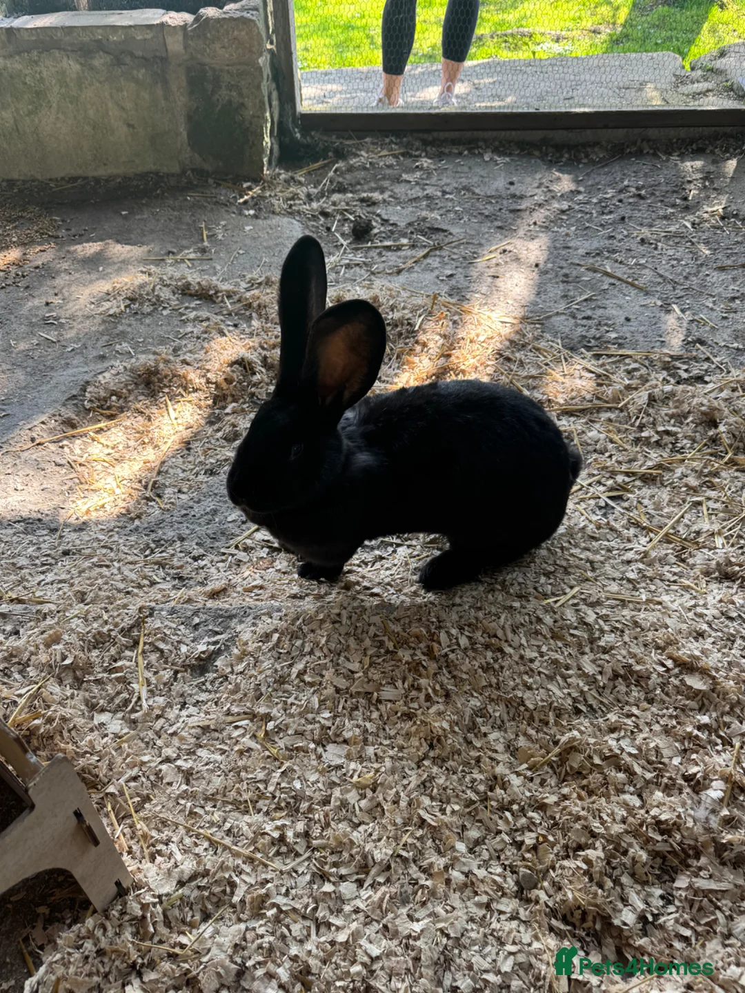 Flemish rabbits for sale: 2 giant Flemish females rabbits  in Salisbury - Advert 2