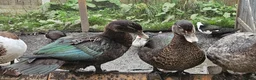 Ducks poultry for sale: POL + Adult Muscovy Hens & Drakes - Advert 3