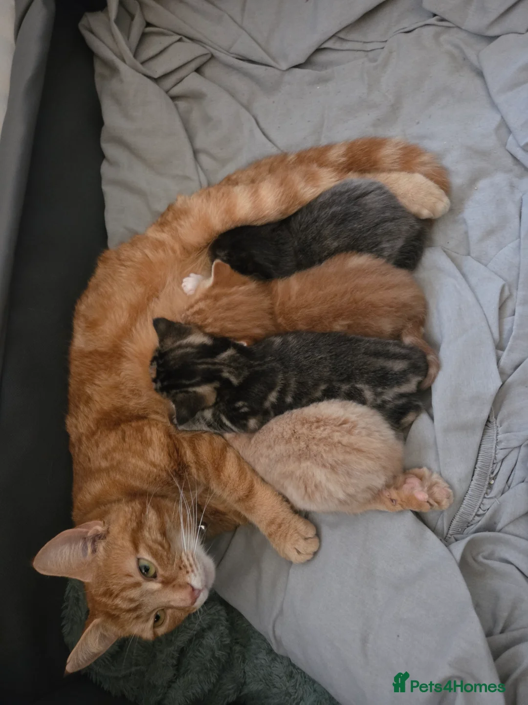 Mixed Breed cats for sale: Kittens for sale - Advert 3