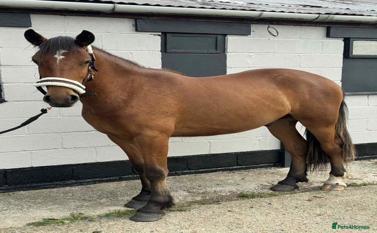 Irish Draught horses - Advert 2