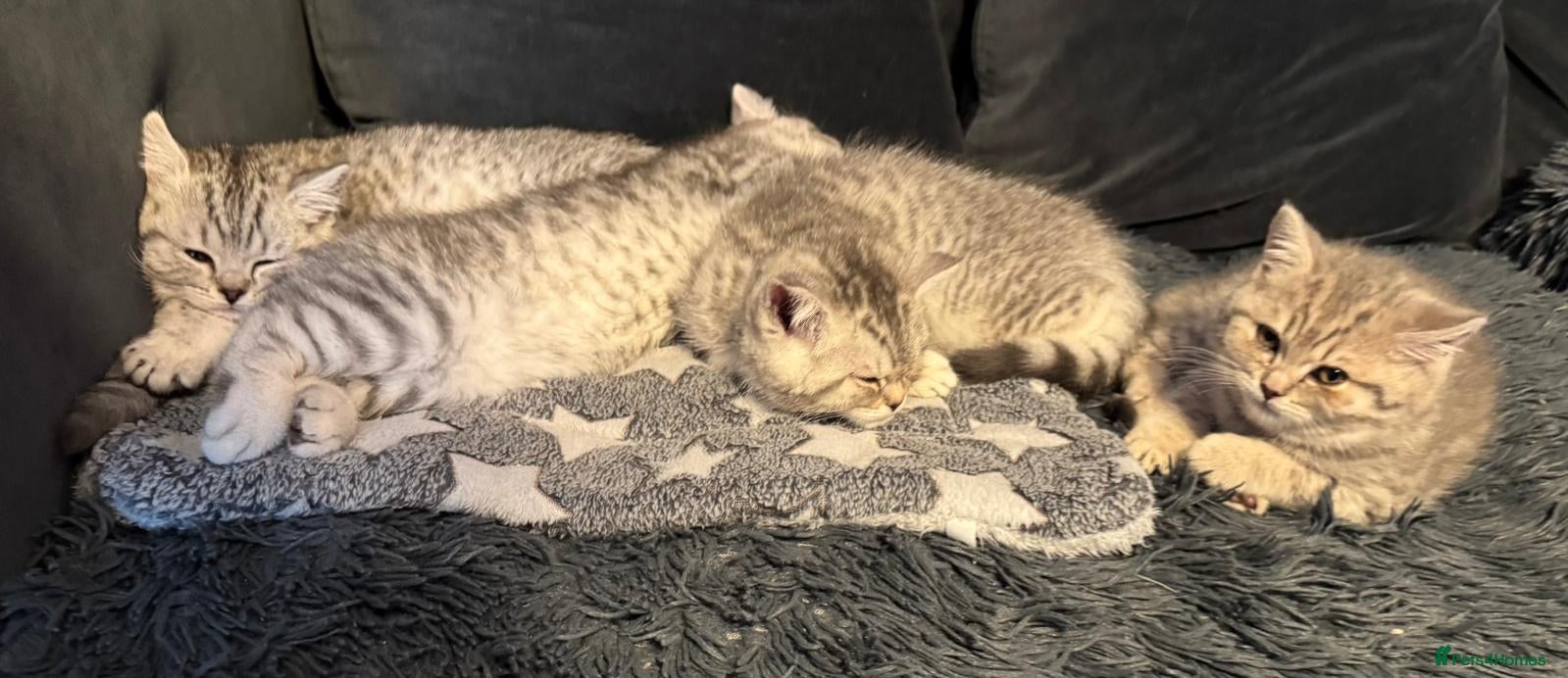 British Shorthair cats GCCF Blue BSH silver tipped *Reserve Now* - Advert 2