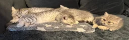 British Shorthair cats for sale: *Ready to leave 2 weeks* GCCF BSH silver tipped  - Advert 5