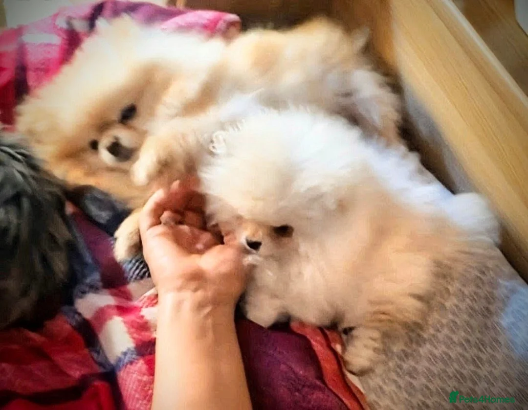 Pomeranian dogs for sale: Teddy bear face Pomeranian male puppies  - Advert 2