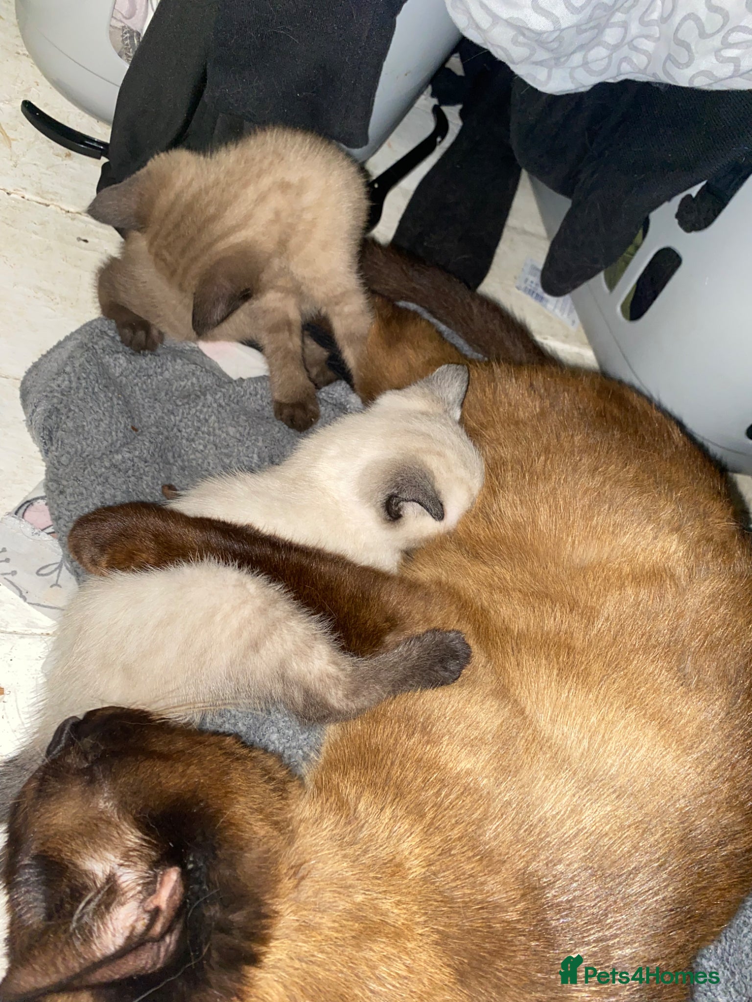 Neva Masquerade cats for sale: Kittens  in Chelmsford - Advert 5