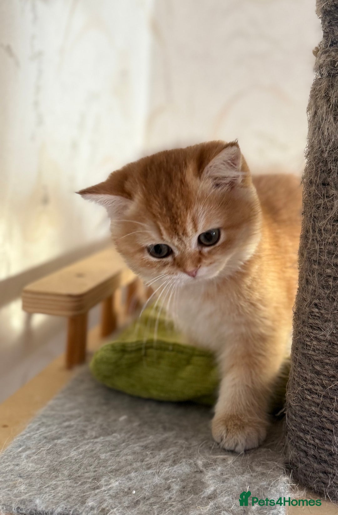 British Shorthair cats for sale: 🌟 Last two beautiful  Golden BSH girls 🌟 - Advert 7