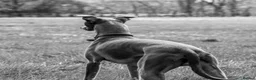 Whippet dogs for sale: Whippet puppies  - Advert 8