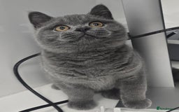 British Shorthair cats for sale: LAST CHUNKY BOY Cute Bristish Short Hair Kittens  - Image 2
