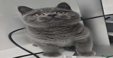British Shorthair cats - Advert 1