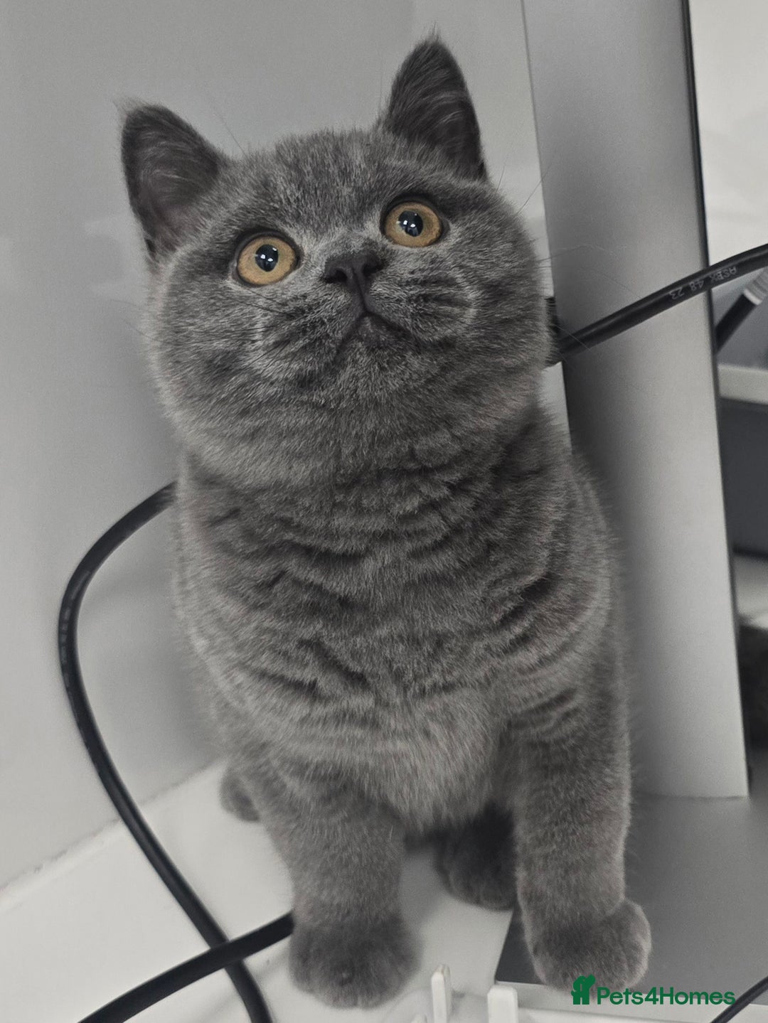 British Shorthair cats for sale: LAST CHUNKY BOY Cute Bristish Short Hair Kittens  - Image 2