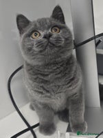 British Shorthair cats - Advert 9