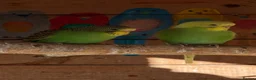 Budgerigars birds for sale: Mixed sex Budgies for sale - Advert 2