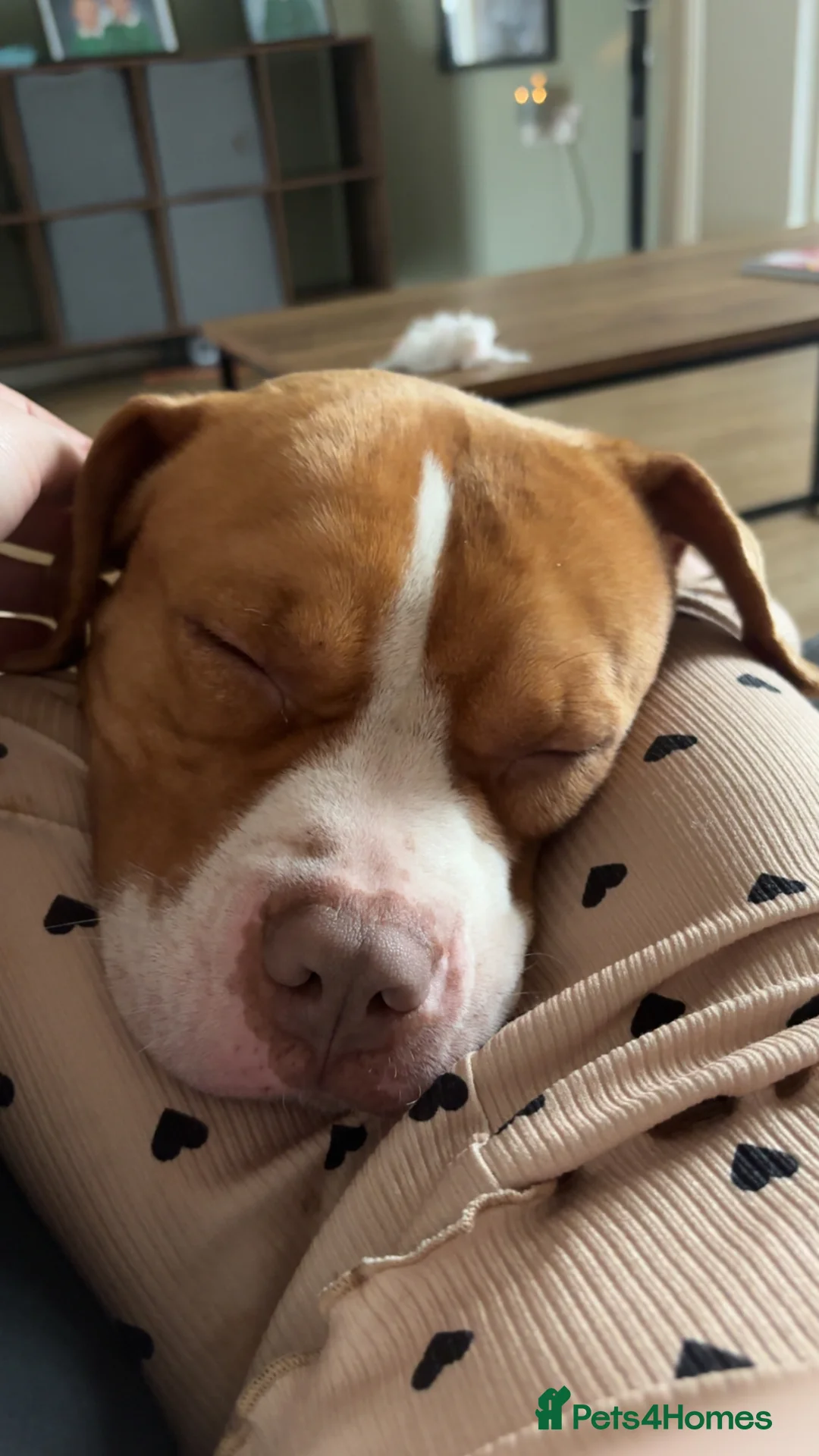 Staffordshire Bull Terrier dogs for sale: Staffordshire bull terrier  - Advert 1