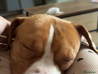 Staffordshire Bull Terrier dogs Staffordshire bull terrier - Advert 1