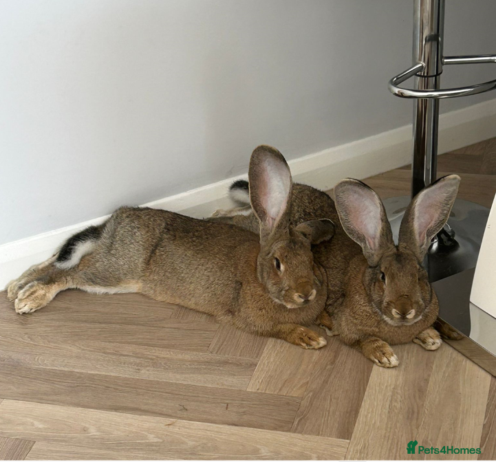 Continental Giant rabbits Free to A Good home  in Crawley - Advert 1