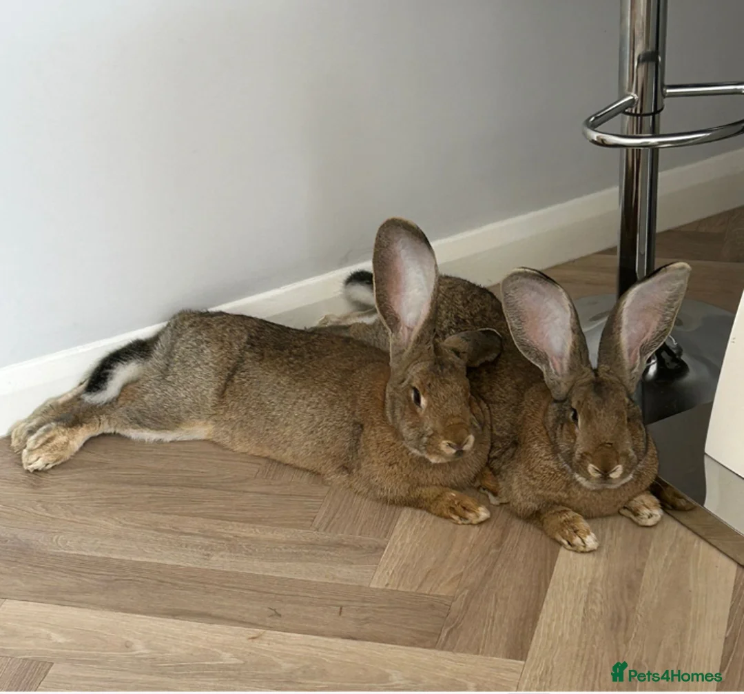 Continental Giant rabbits for sale: Free to A Good home  in Crawley - Advert 1
