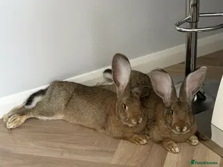 Continental Giant rabbits Free to A Good home in Crawley - Advert 16