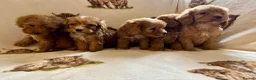 Cockapoo dogs for sale: F1 health clear cockapoo puppies  - Advert 6