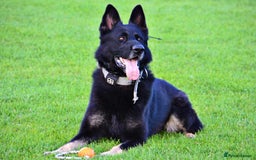 Mixed Breed dogs for sale: Czech shepherd x Belgium malinois - Image 5