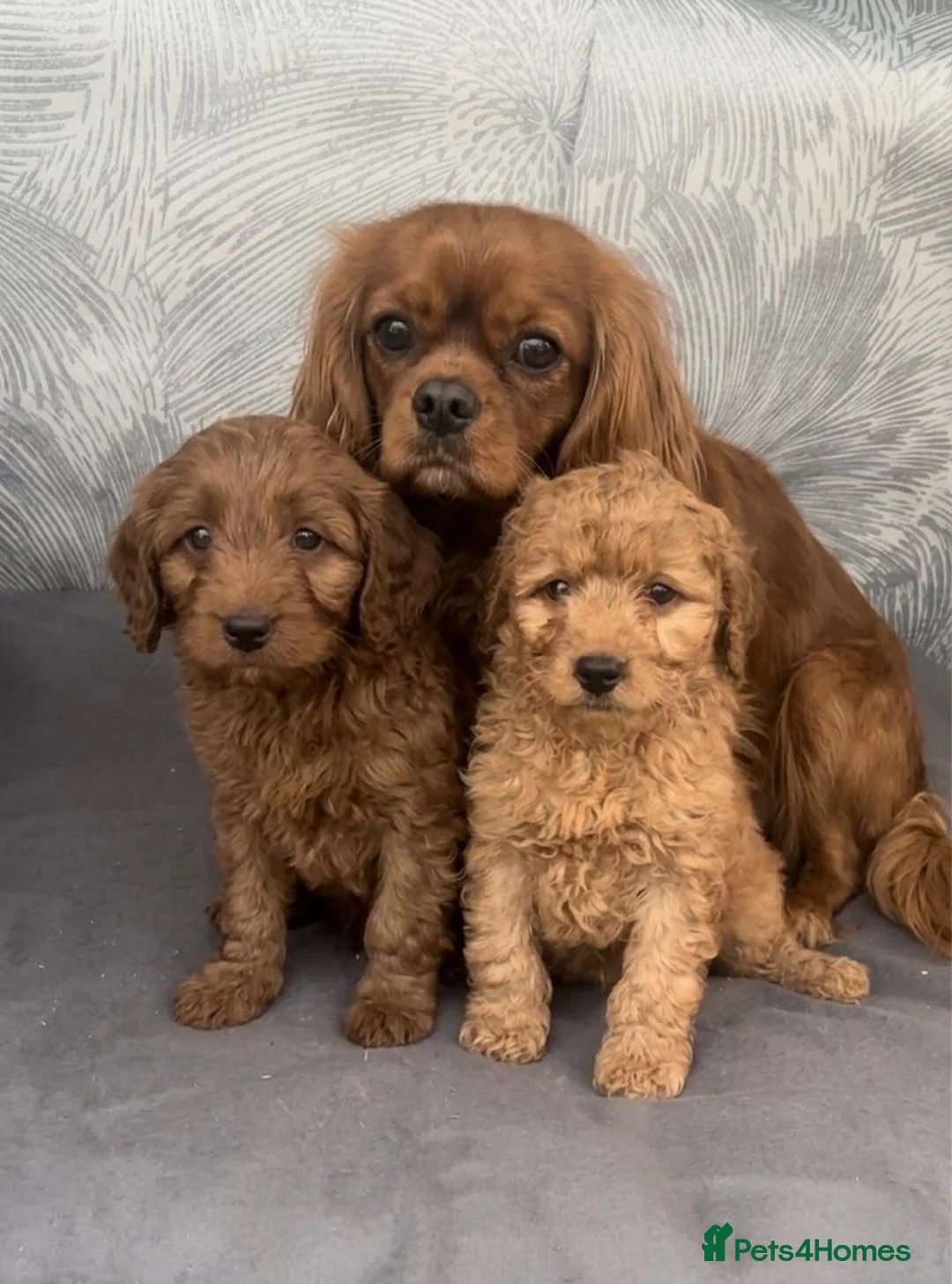 Cavapoo dogs for sale: Cavapoo puppies for sale  - Advert 13