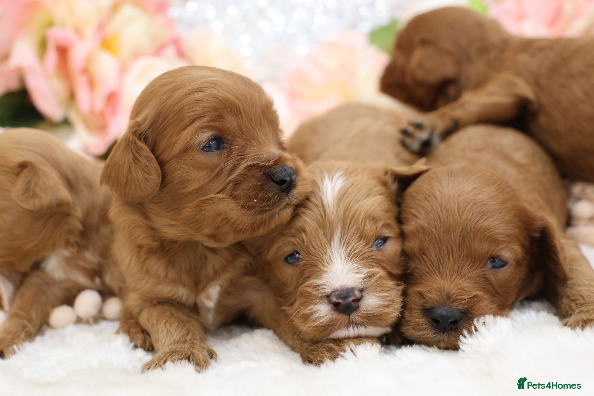 Cavapoo dogs *HEALTH TESTED* CAVAPOOS - Advert 1