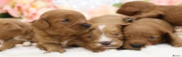 Cavapoo dogs for sale: *HEALTH TESTED* CAVAPOOS - Advert 1