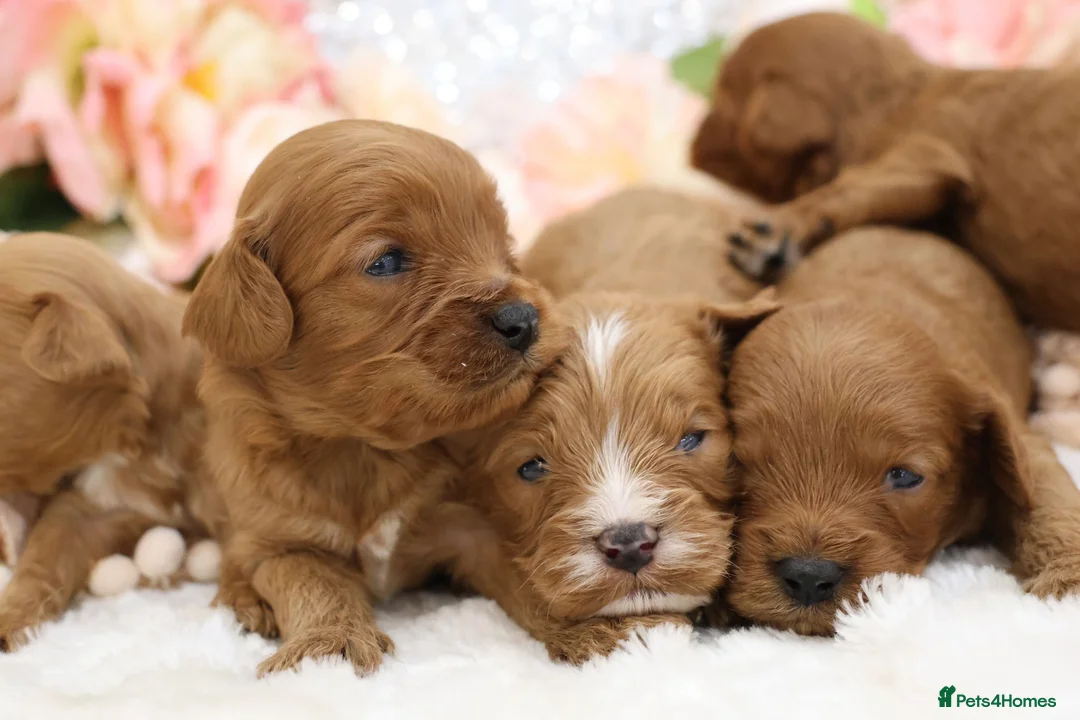 Cavapoo dogs for sale: *HEALTH TESTED* CAVAPOOS - Advert 1