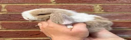 Mini Lop rabbits for sale: ⭐️ Purebred Mini Lops ⭐️ - Advert 4