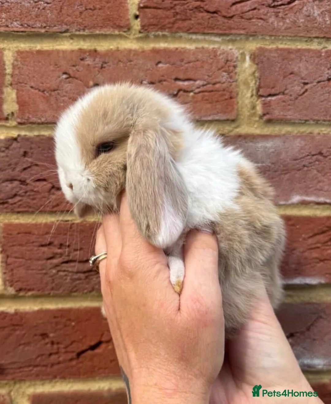 Mini Lop rabbits for sale: ⭐️ Purebred Mini Lops ⭐️ - Advert 4