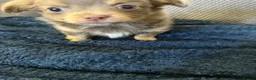 Chihuahua dogs for sale: Beautiful fluffy Chihuaha pups for sale - Advert 11