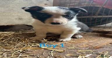 Border Collie dogs - Advert 12