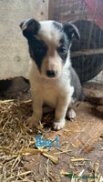 Border Collie dogs - Advert 2