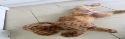 Cockapoo dogs for adoption: ✈️🐾 GOOSE IS READY TO BE YOUR WINGMAN! 🐾✈️ - Advert 5