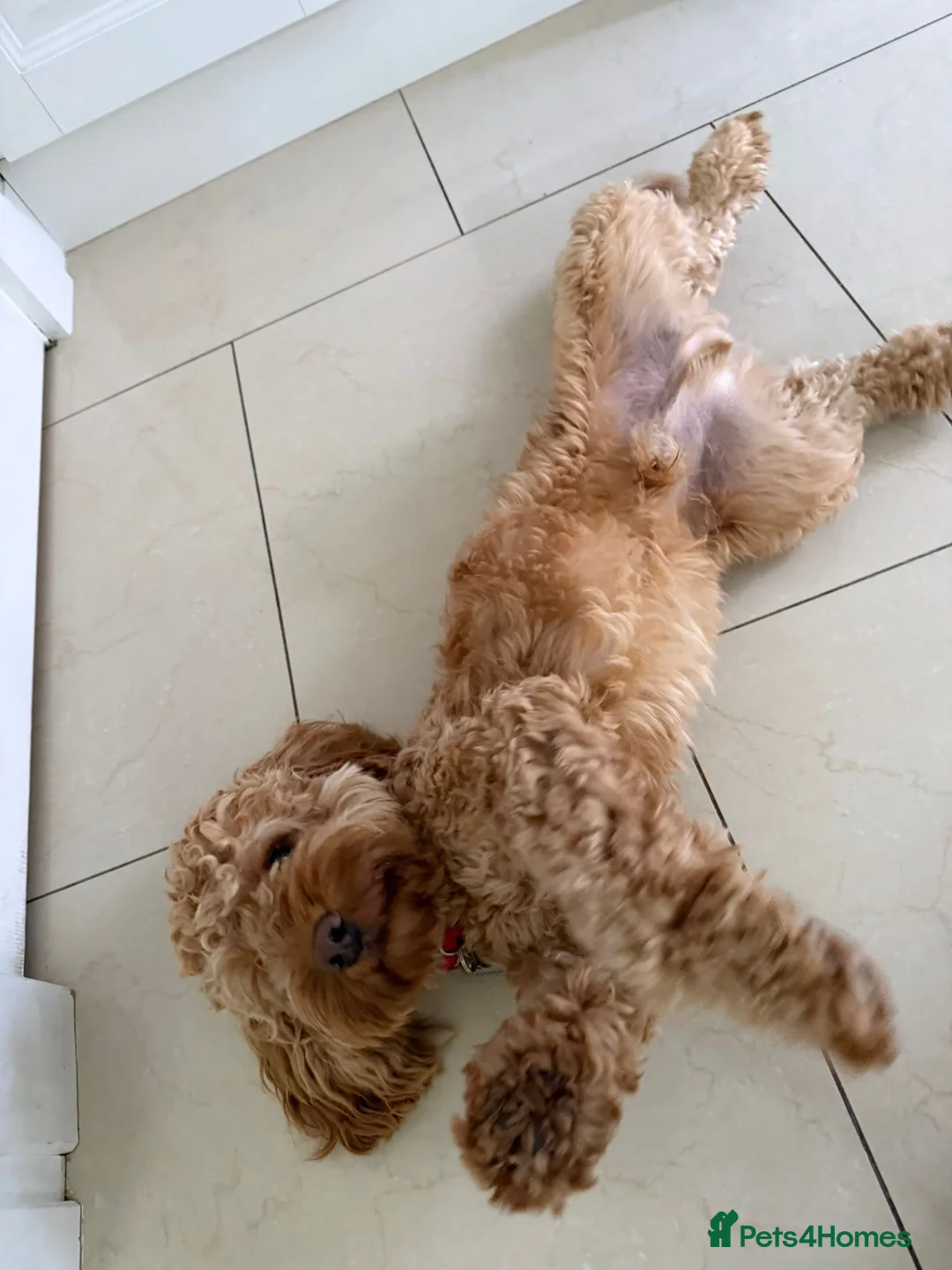 Cockapoo dogs for adoption: ✈️🐾 GOOSE IS READY TO BE YOUR WINGMAN! 🐾✈️ - Advert 5