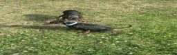 Dobermann dogs for sale: Ready now KC reg Beautiful doberman pups, 4 girls  - Advert 5