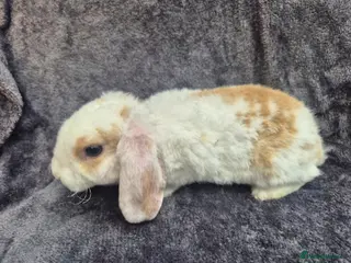 Mini Lop rabbits ❤️ READY NOW ❤️ - Advert 1