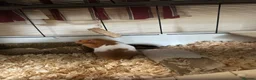 Hamster rodents for sale: Ginger a white hamster  - Advert 1