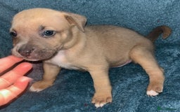 Mixed Breed dogs for sale: Beautiful chunky bully cross staffy pups tri /fawn - Image 17