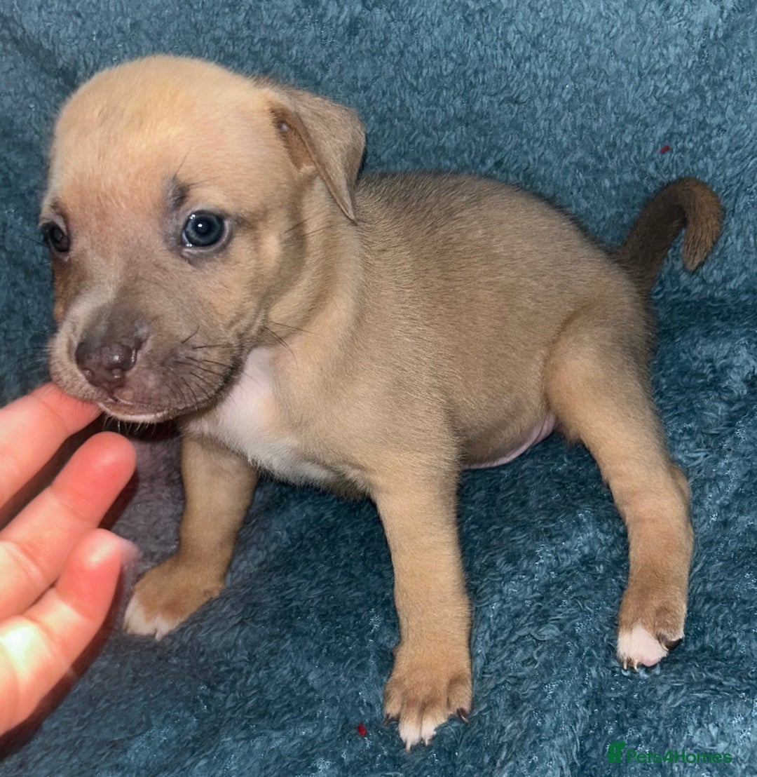 Mixed Breed dogs for sale: Beautiful chunky bully cross staffy pups tri /fawn - Image 17