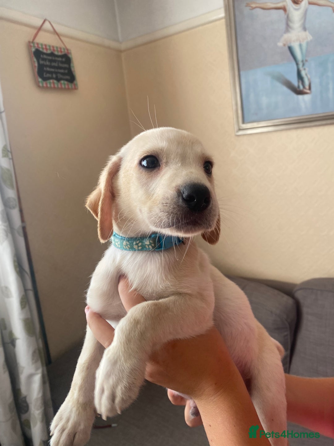 Labrador Retriever dogs for sale: Lovely Labrador puppies  - Image 5