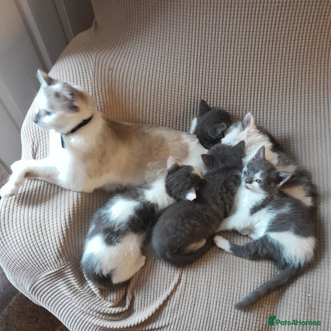 Siamese cats for sale: All rehomed now - Advert 14