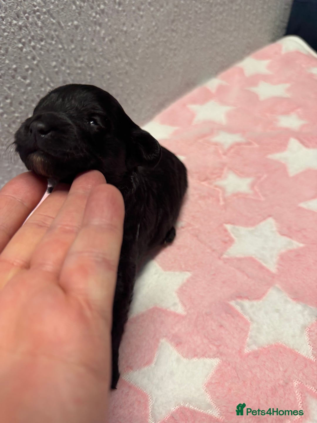 Cockapoo dogs for sale: F2 cockapoo puppies LAST GIRL  - Advert 8