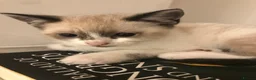 Mixed Breed cats for sale: A litter of 3 Mixed Siamese & American long hair - Advert 3