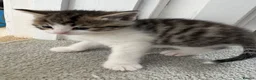 Domestic Shorthair cats for sale: Kittens forsale  - Advert 9