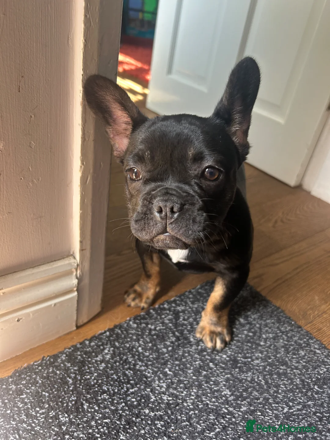 French Bulldog dogs for sale: Last fluffy carrying French bulldog girl - Advert 2