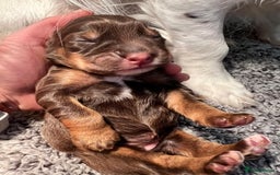 Cocker Spaniel dogs for stud: PROVEN KC REGISTERED Cocker Spaniel for Stud in Tadworth - Image 16
