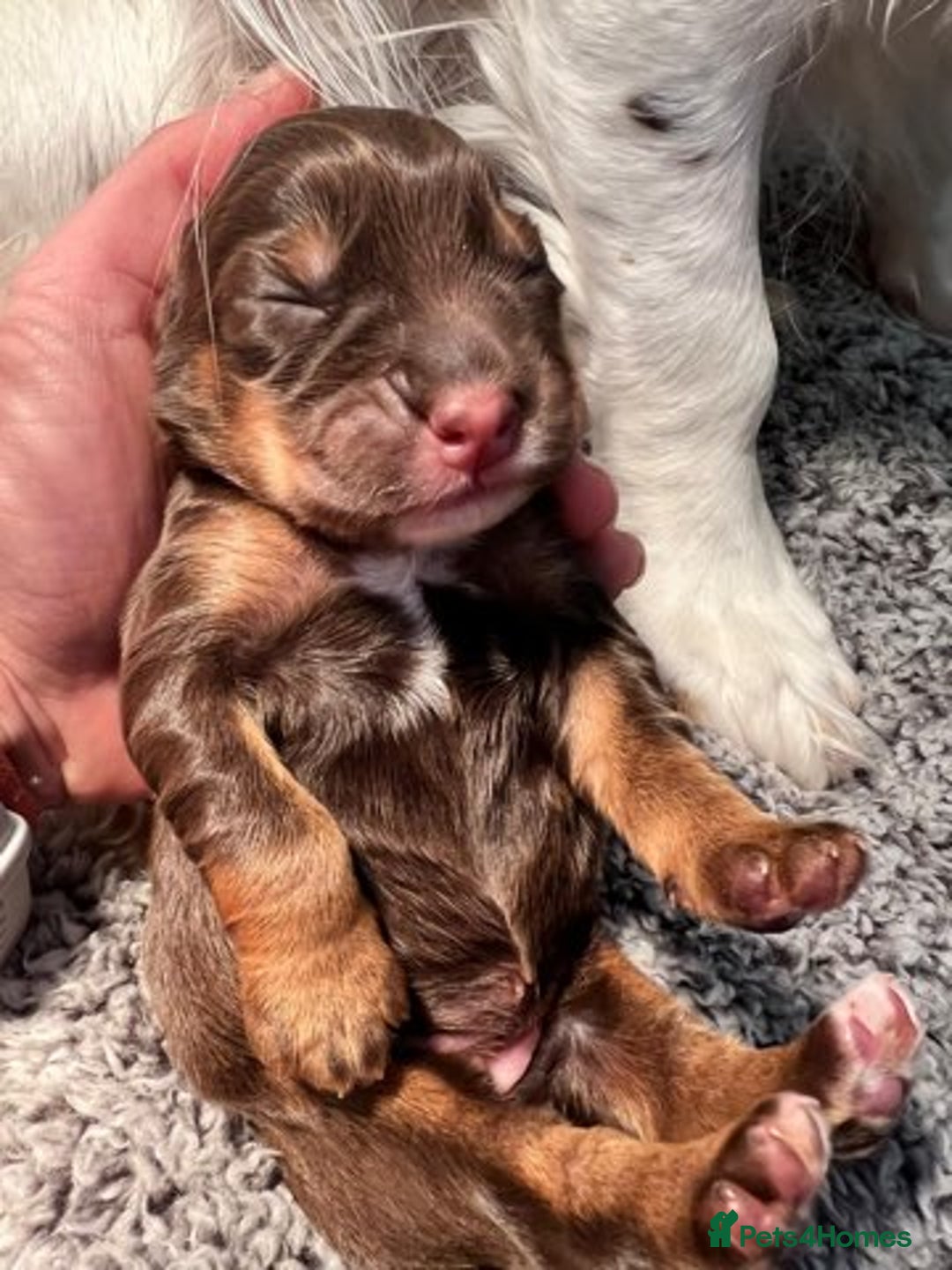 Cocker Spaniel dogs for stud: PROVEN KC REGISTERED Cocker Spaniel for Stud in Tadworth - Image 16