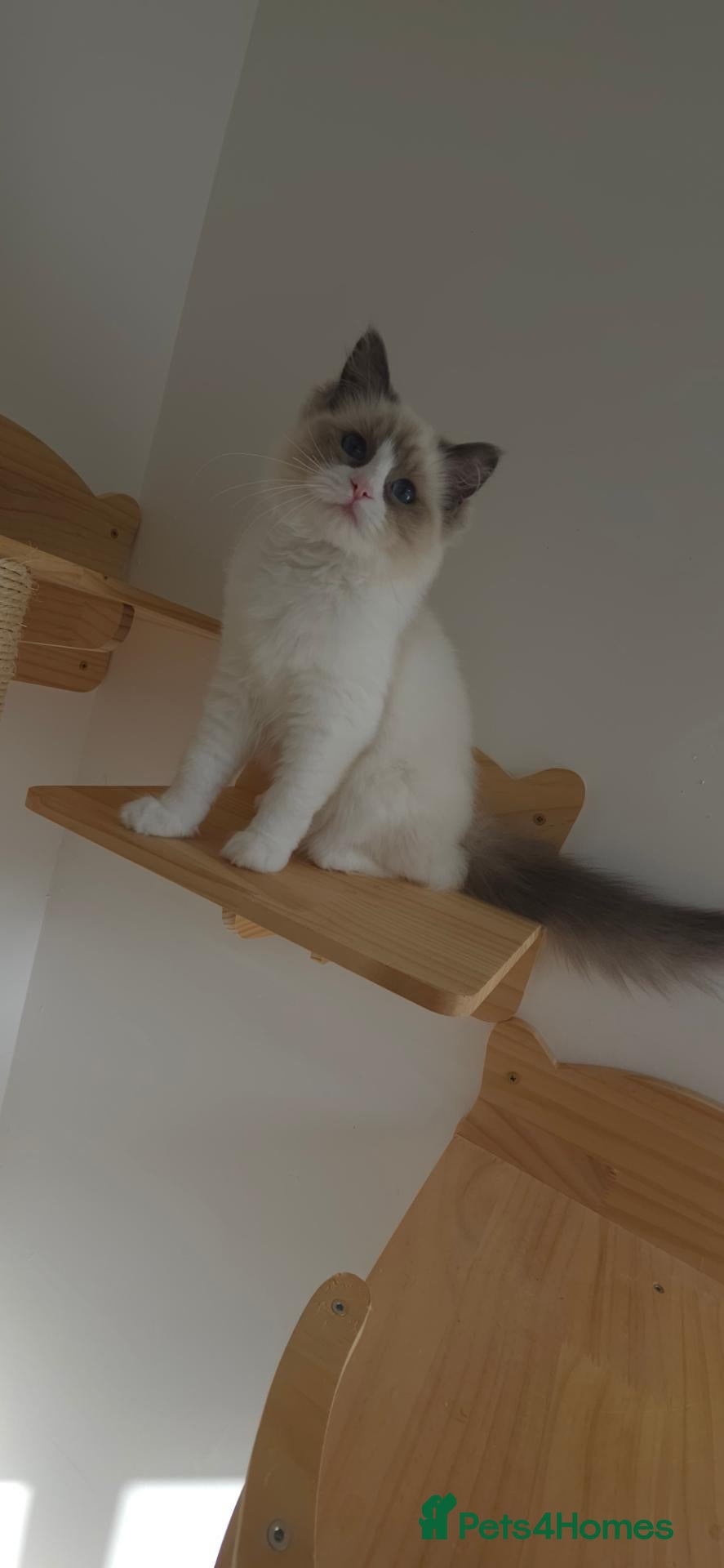 Ragdoll cats GCCF kittens are available active. - Advert 2