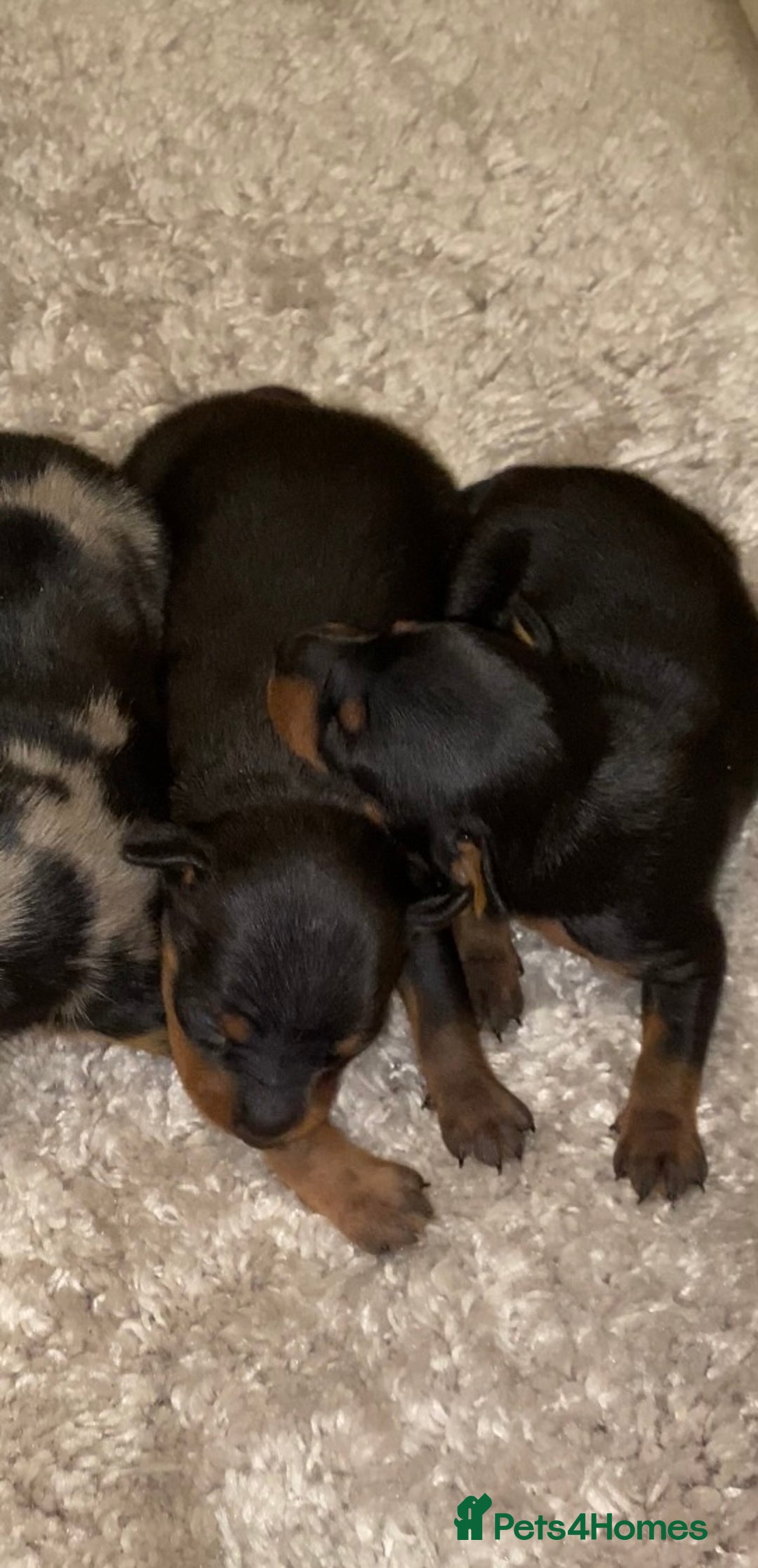 Miniature Pinscher dogs for sale: Gorgeous female miniature pinscher puppie for sale - Advert 6